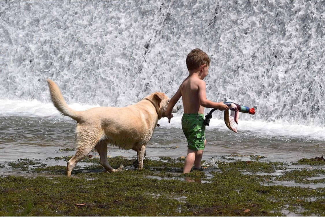 Fly & Fetch Launching Toys