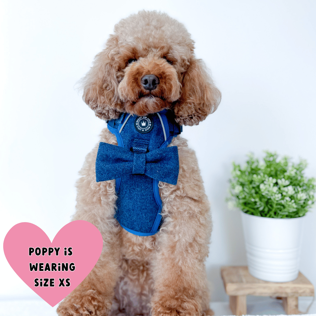 Bailey and Coco - Trail & Glow Tweed Dog Harness - Sapphire Tweed