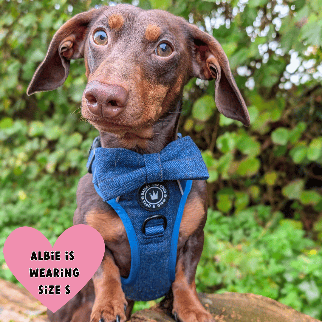Bailey and Coco - Trail & Glow Tweed Dog Harness - Sapphire Tweed
