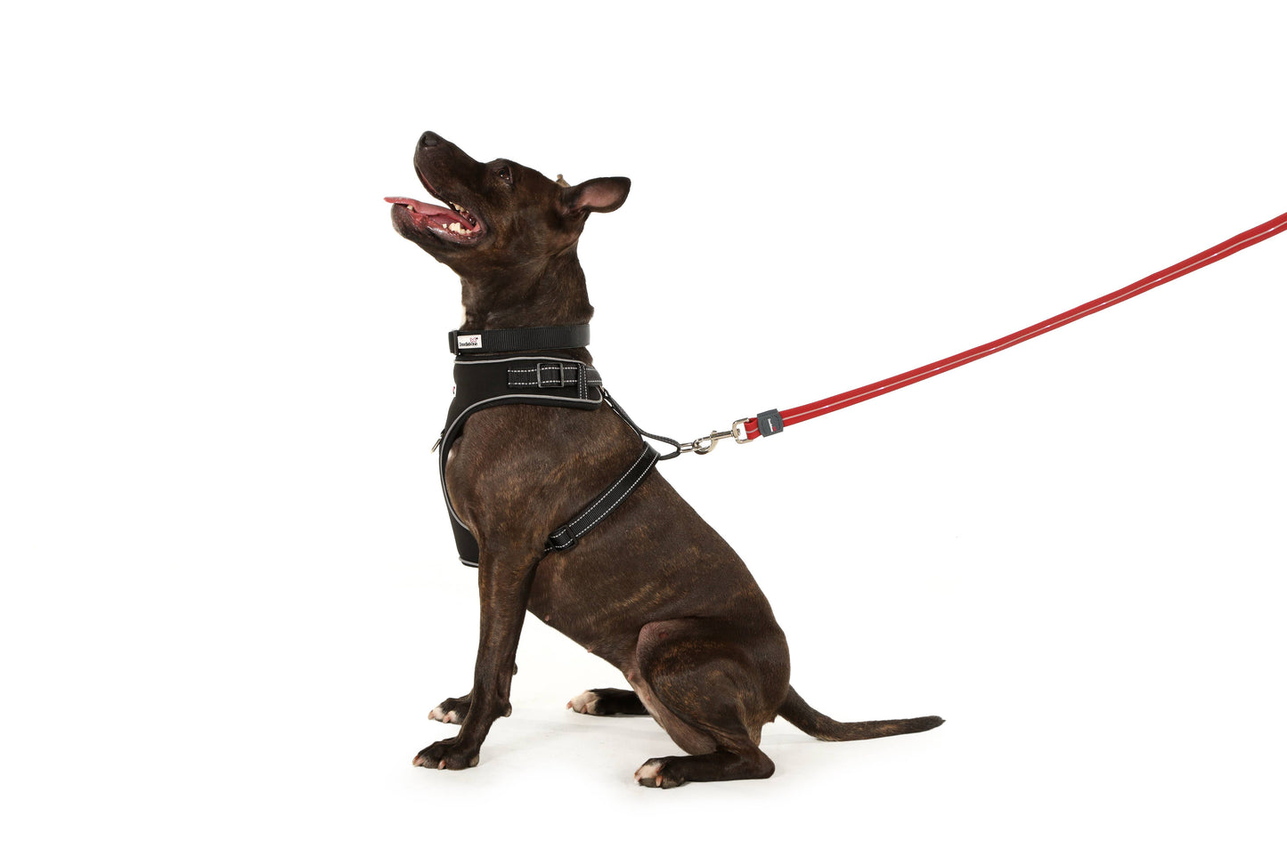 Light Up Dog Lead