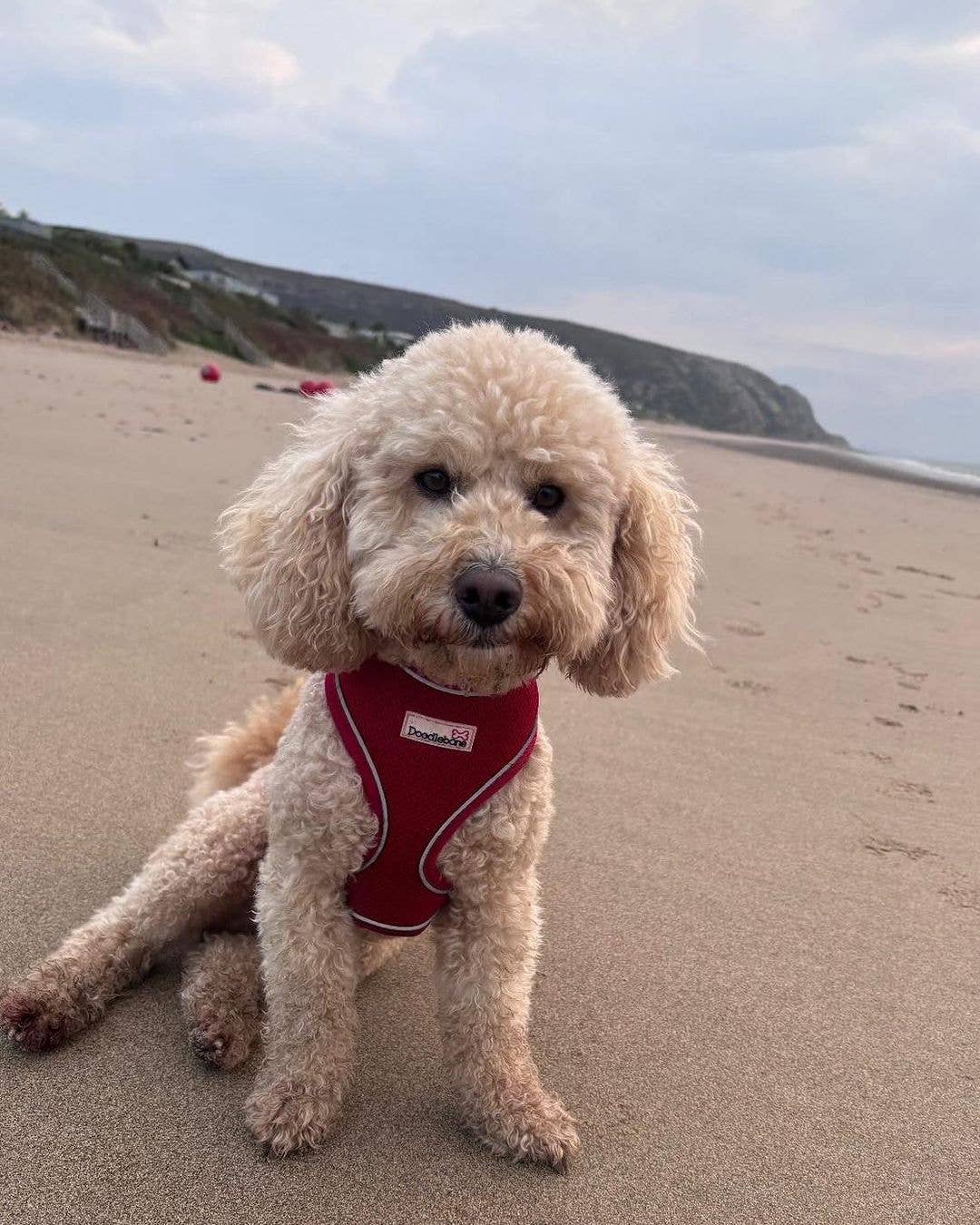 Doodlebone - Airmesh Dog Harness