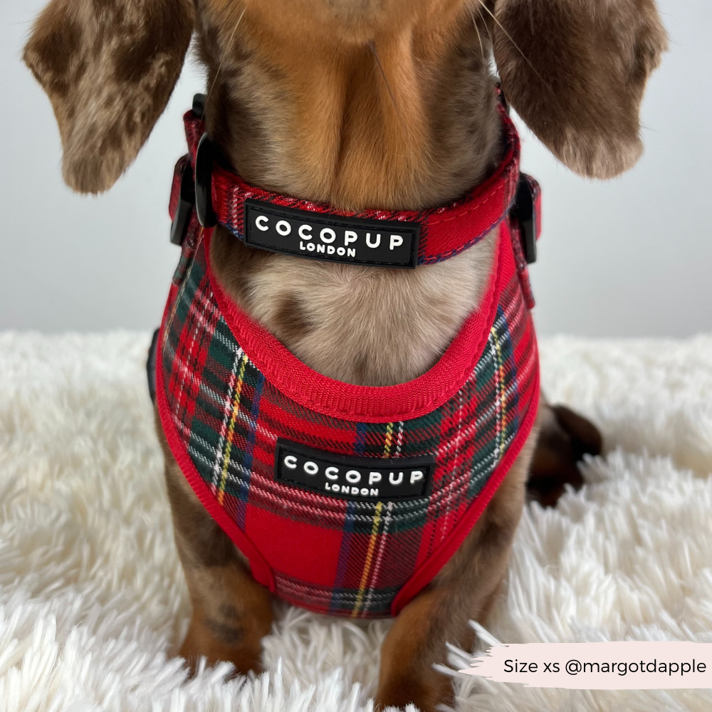 Cocopup London - Tartan COLLAR