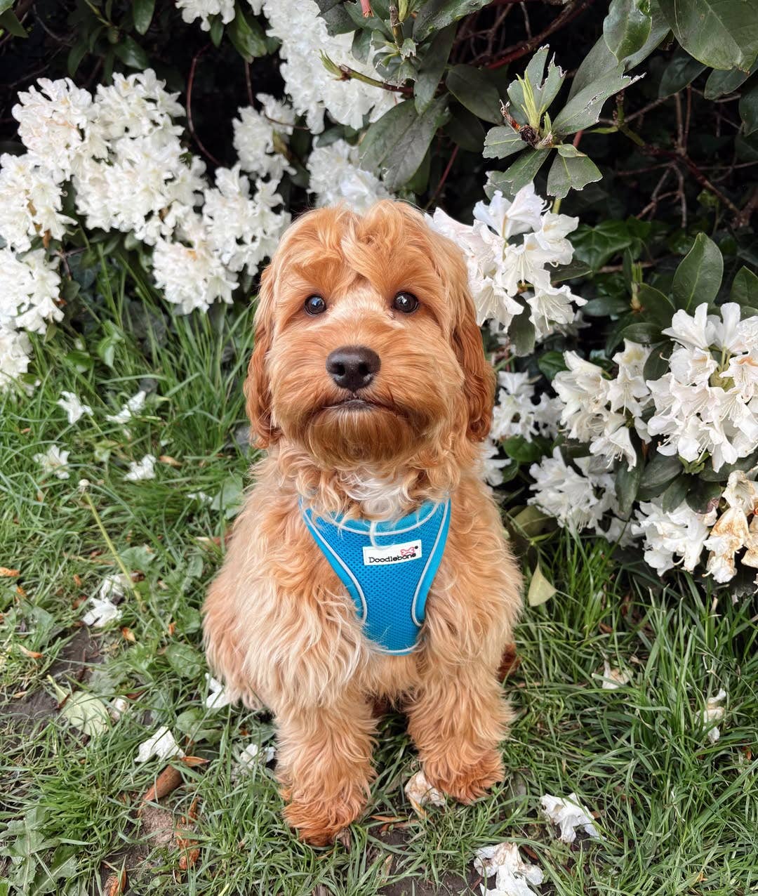Doodlebone - Airmesh Dog Harness