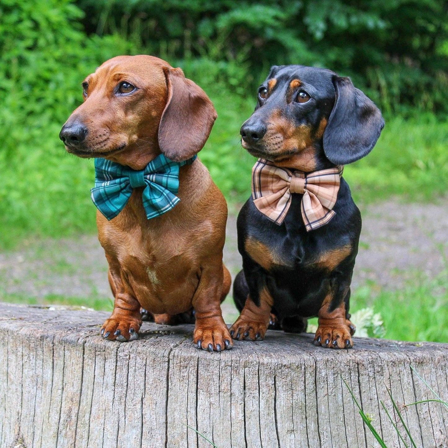 The aDoraBle Pooch Company - Dog Sailor Bow Tie - Heritage Butterscotch Biscuit
