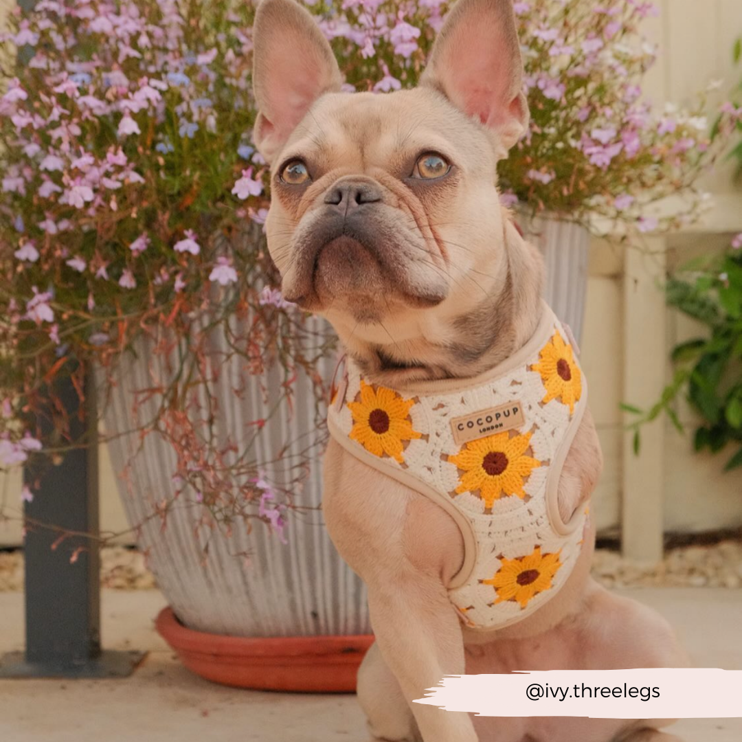 Cocopup London - Sunflower Patch Adjustable Neck Harness
