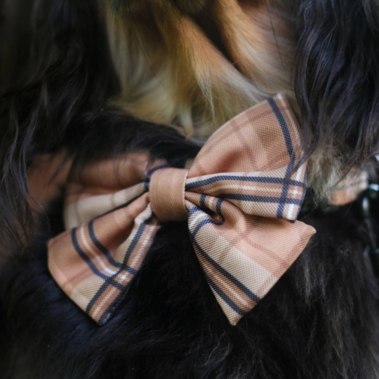 The aDoraBle Pooch Company - Dog Sailor Bow Tie - Heritage Butterscotch Biscuit