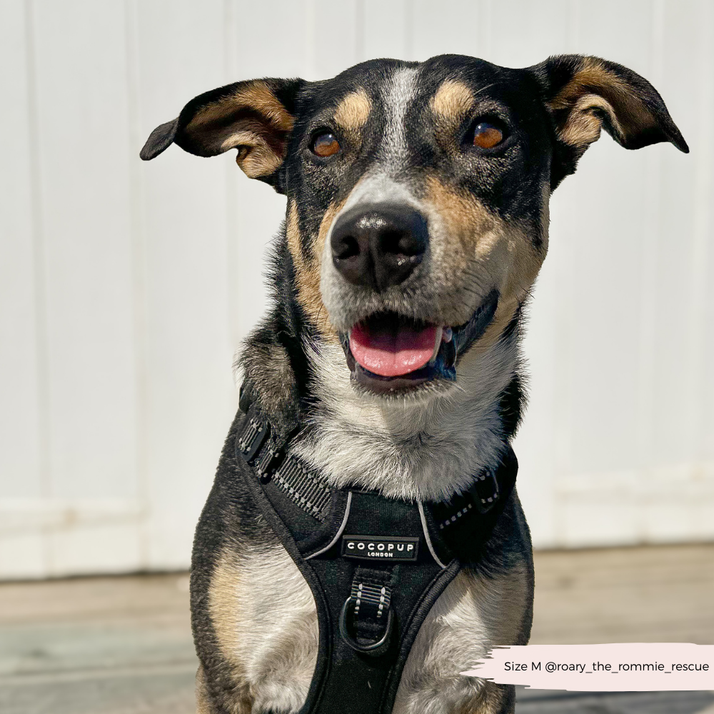 Cocopup London - Explore Harness - NAKD Liquorice