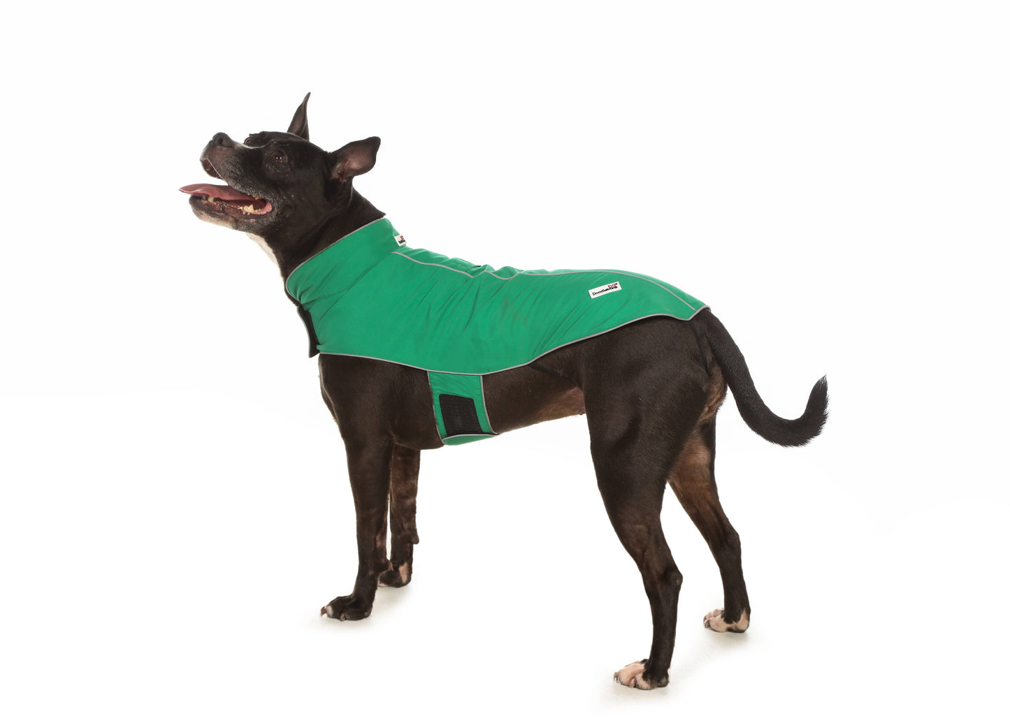 Mac in a Pack Dog Raincoat