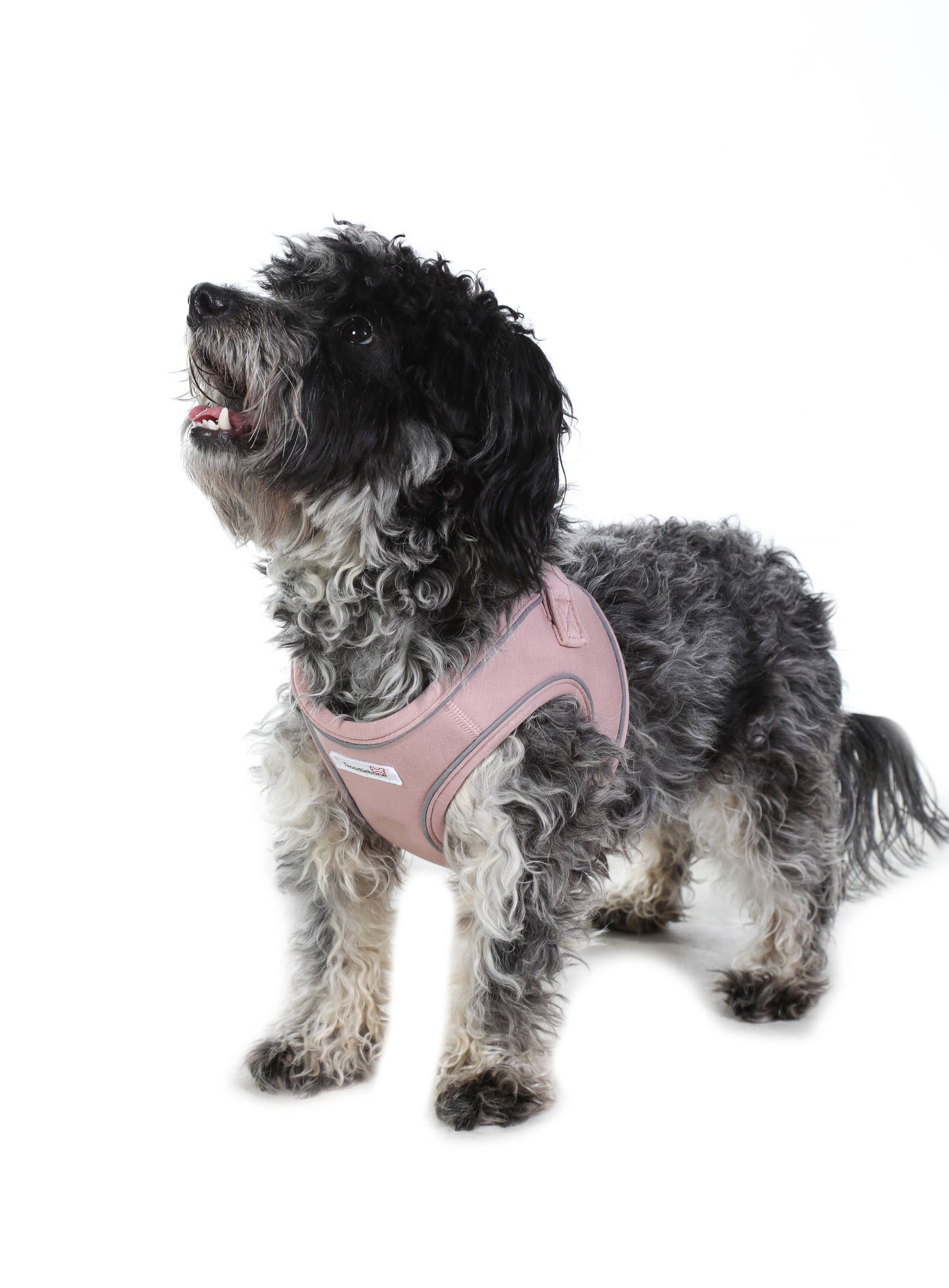 Doodlebone - Dinky Dog Snappy Harness