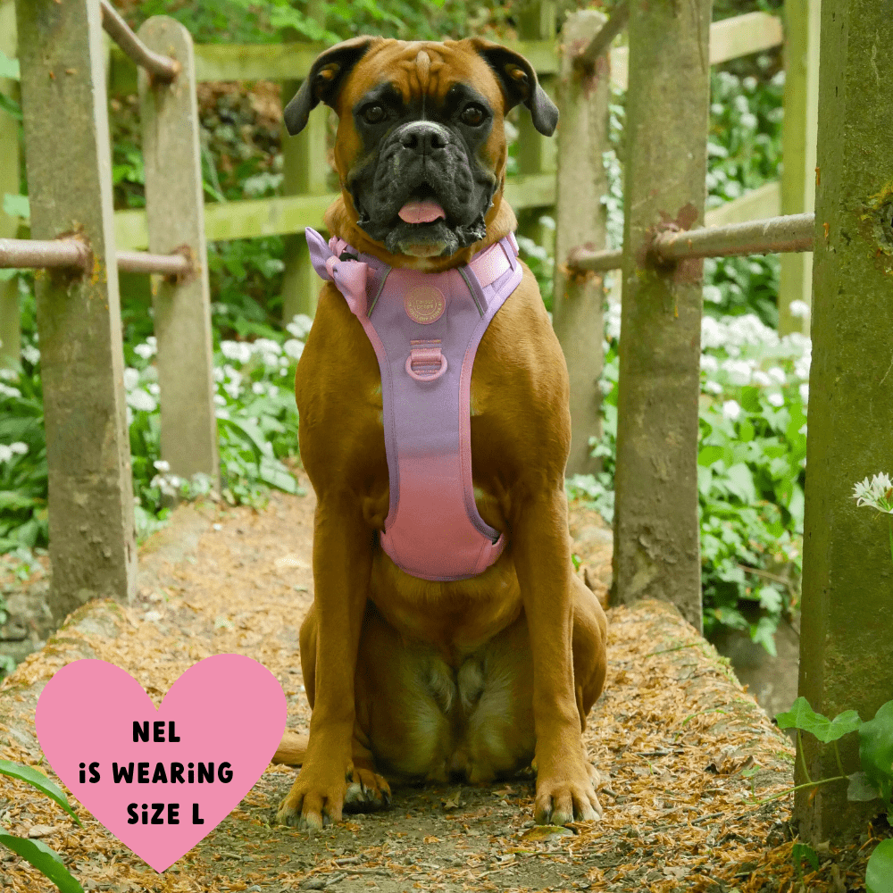 Bailey and Coco - Trail & Glow Dog Harness - COLOUR DROPS® - Love that for you