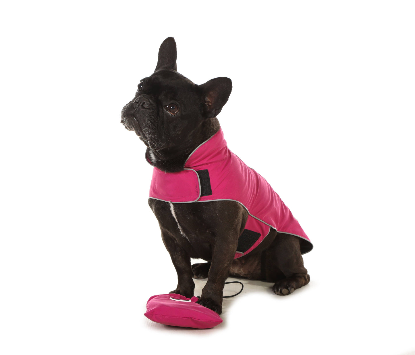 Mac in a Pack Dog Raincoat