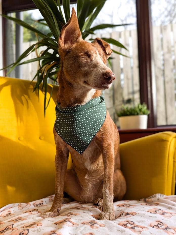 Pet Pooch Boutique - Antique Green Polka Dot Dog Bandana (classic) - Handmade