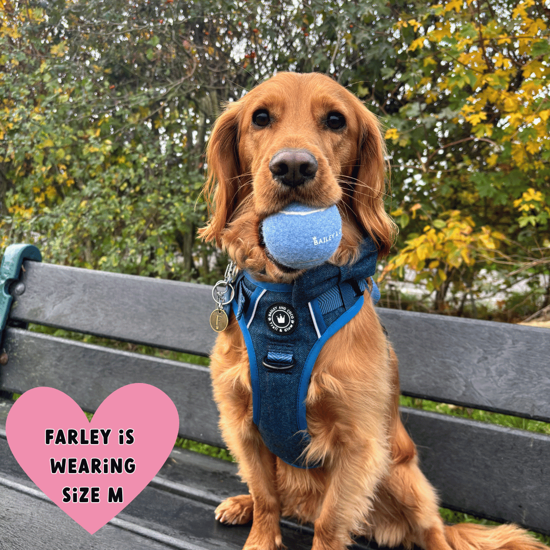 Bailey and Coco - Trail & Glow Tweed Dog Harness - Sapphire Tweed