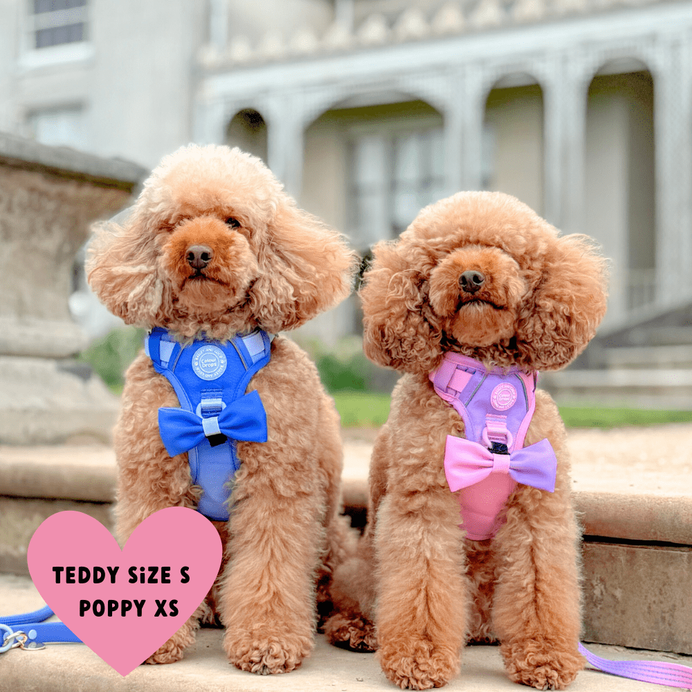 Bailey and Coco - Trail & Glow Dog Harness - COLOUR DROPS® - Love that for you