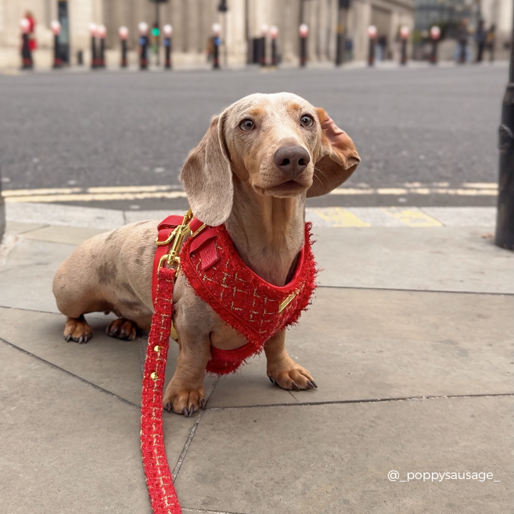 Cocopup London - Red Textured Tweed Lead