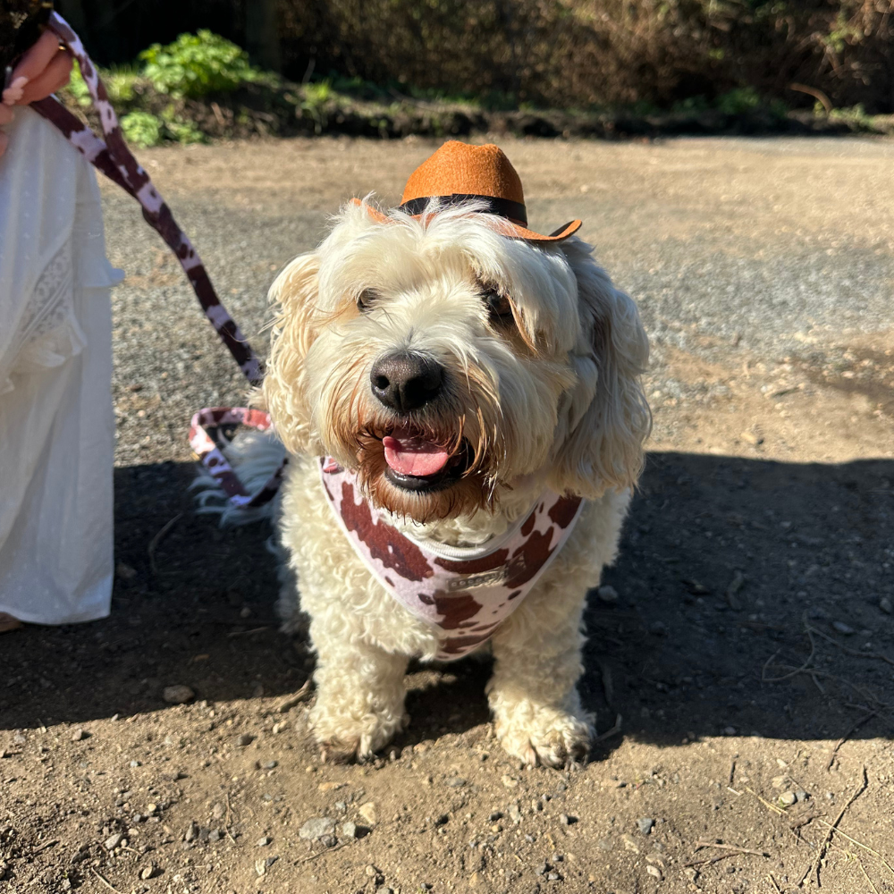 Cocopup London - Rodeo Pup Dog Hat