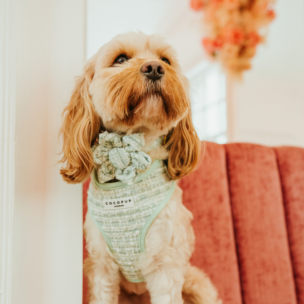 Cocopup London - Matcha Textured Tweed Collar Flower