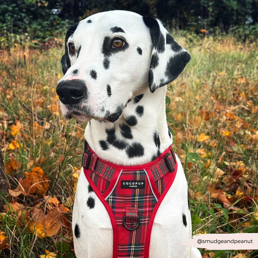 Cocopup London - Explore Harness - Tartan