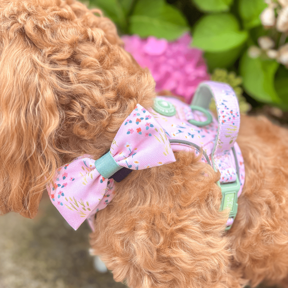Bailey and Coco - Trail & Glow Dog Harness - COLOUR DROPS® - Pick Me