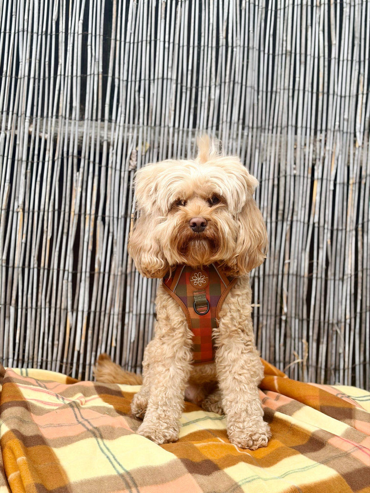 Oh, paw-lease! - Burnham Weave - Core Memory 3 Click Harness