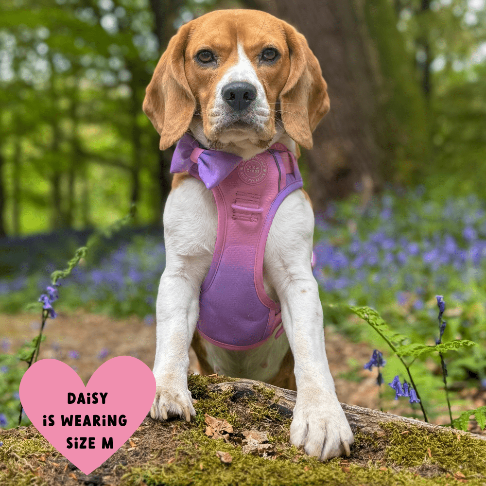 Bailey and Coco - Trail & Glow Dog Harness - COLOUR DROPS® - Love that for you