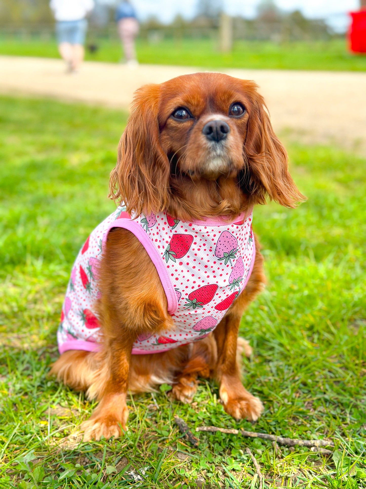 The Paw Print Boutique - The Sweet Strawberries Cooling Vest