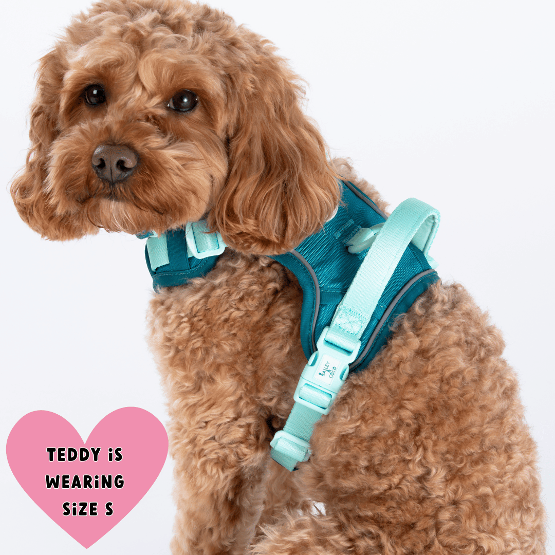Bailey and Coco - Trail & Glow Dog Harness - COLOUR DROPS® - Ice Teal
