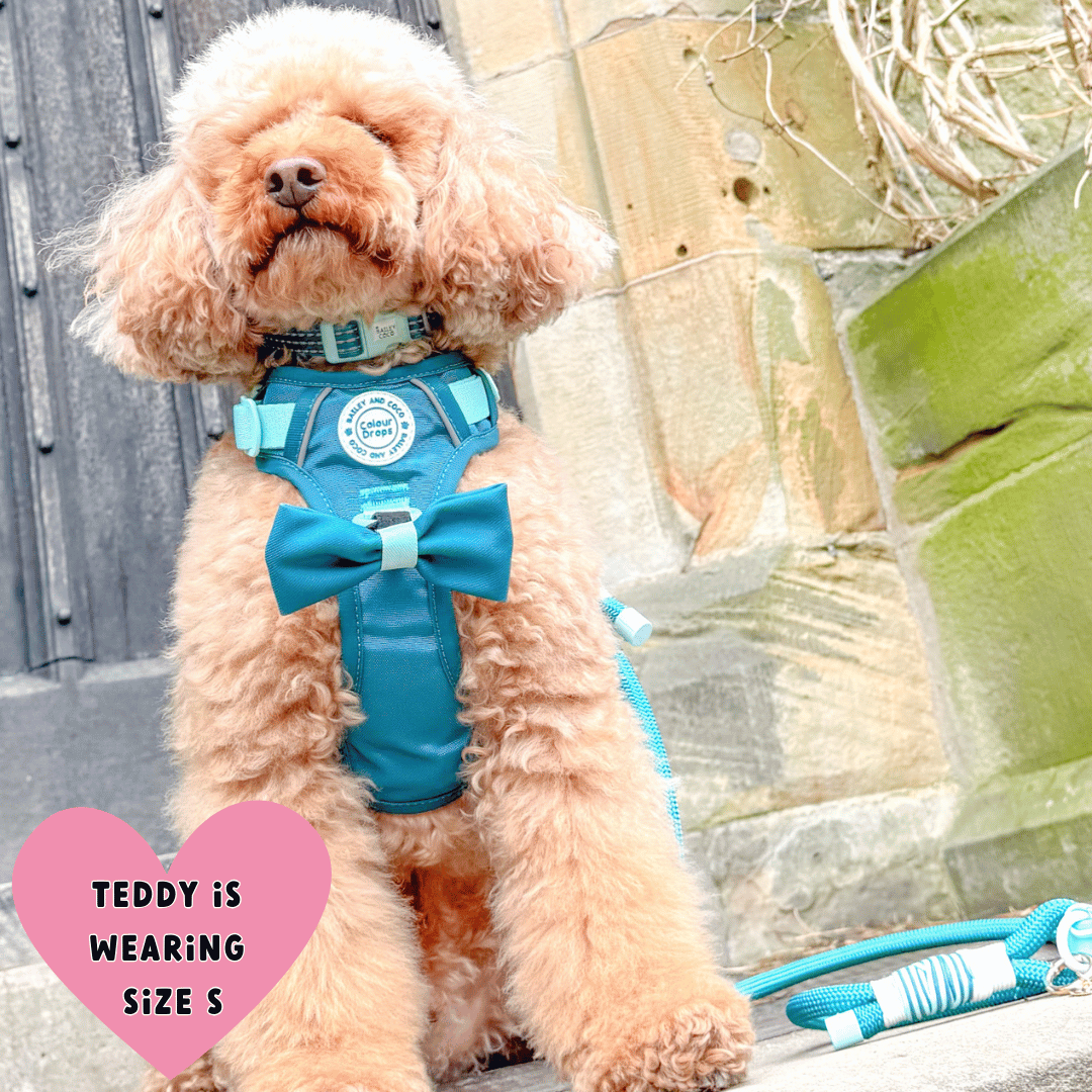 Bailey and Coco - Trail & Glow Dog Harness - COLOUR DROPS® - Ice Teal