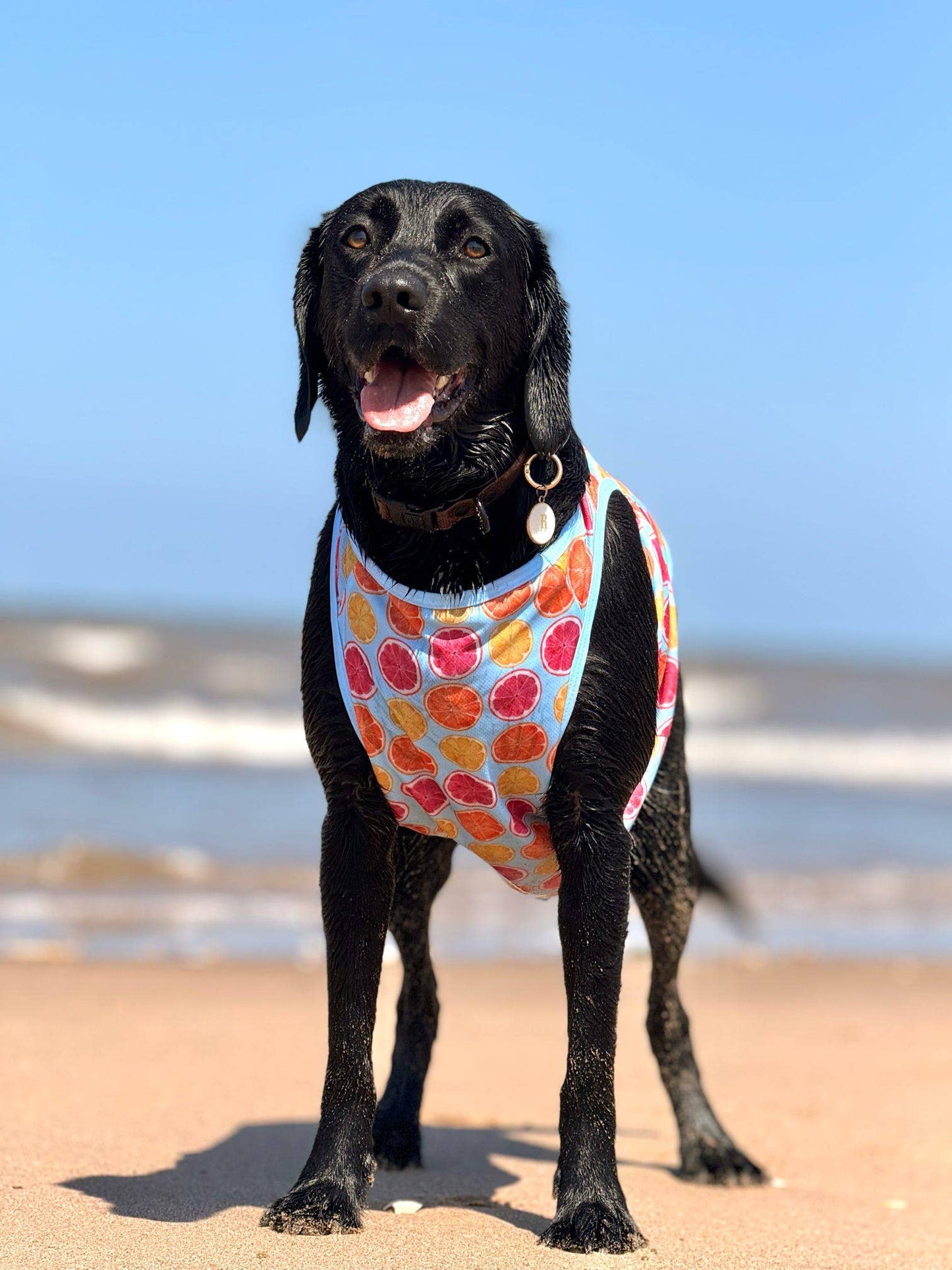 The Paw Print Boutique - Squeeze the Day Cooling Vest