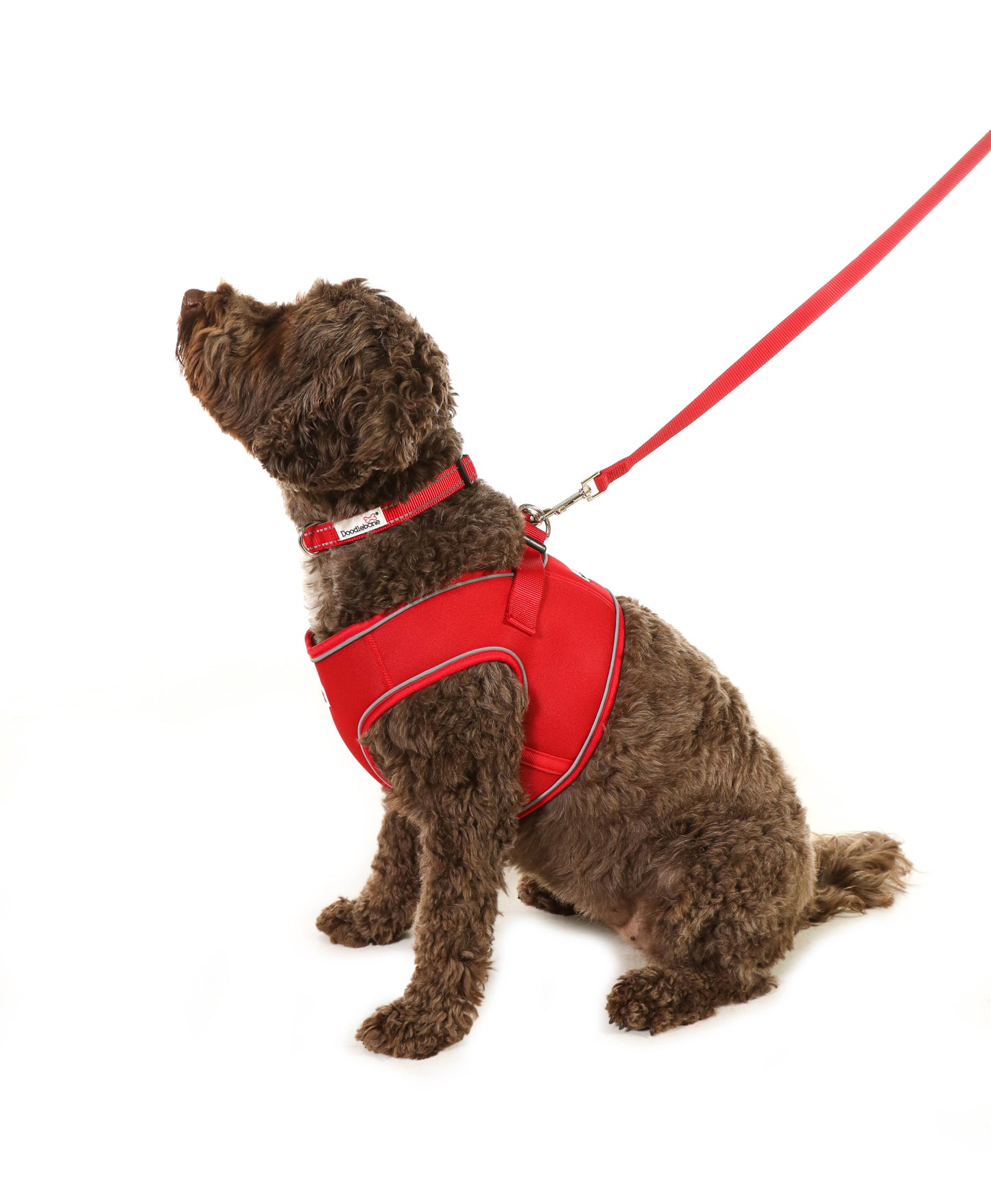 Doodlebone - Padded Dog lead