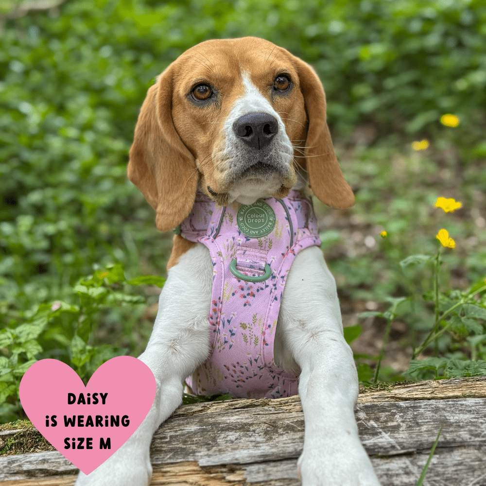 Bailey and Coco - Trail & Glow Dog Harness - COLOUR DROPS® - Pick Me