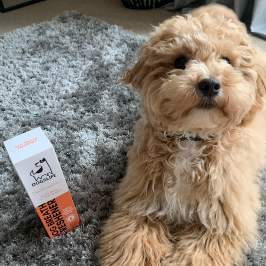 OurPetsLife - Dog Dental Water Additive