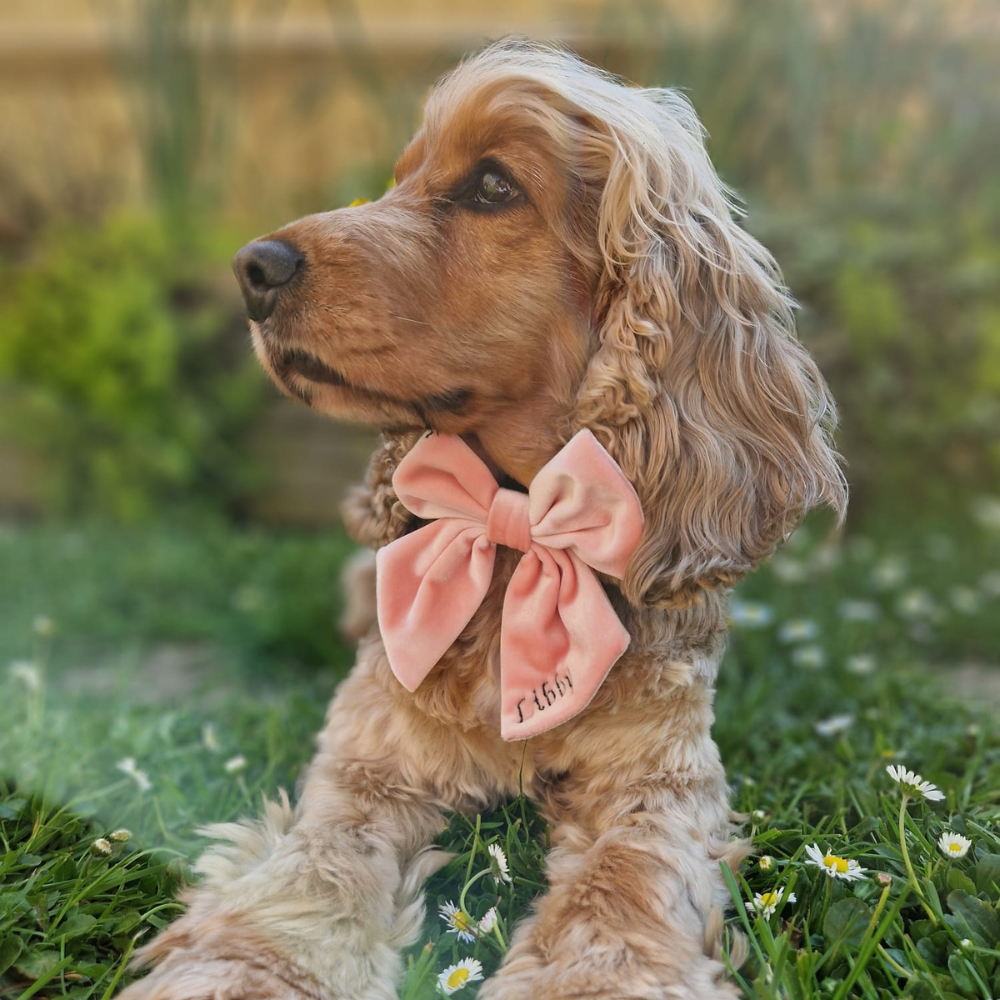 Cocopup London - Luxe Velvet Sailor Bow Tie - Baby Pink