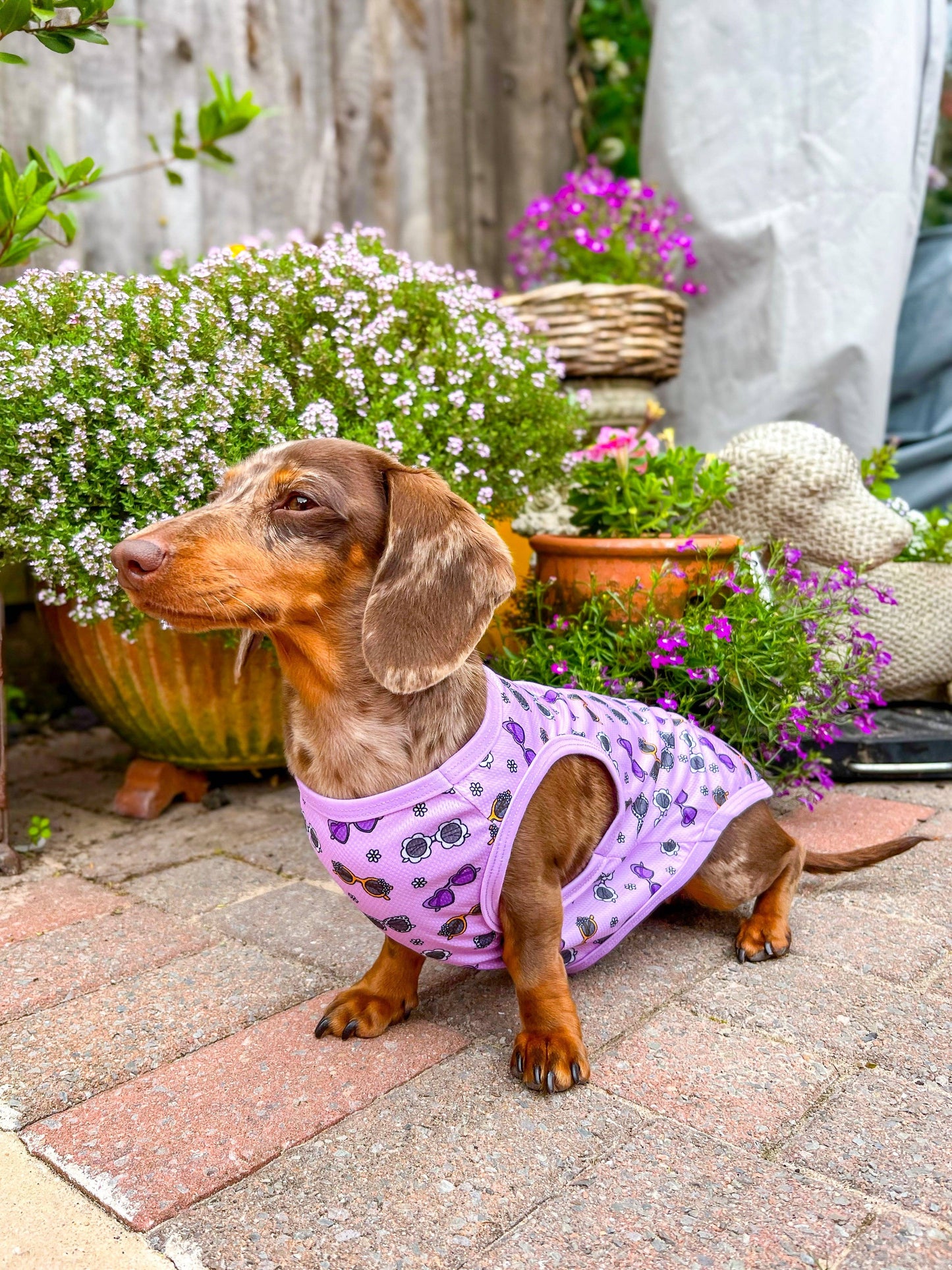 The Paw Print Boutique - The Sassy Sunnies Cooling Vest