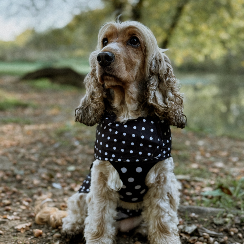 Cocopup London - Dog Raincoat - Black Polka Dot