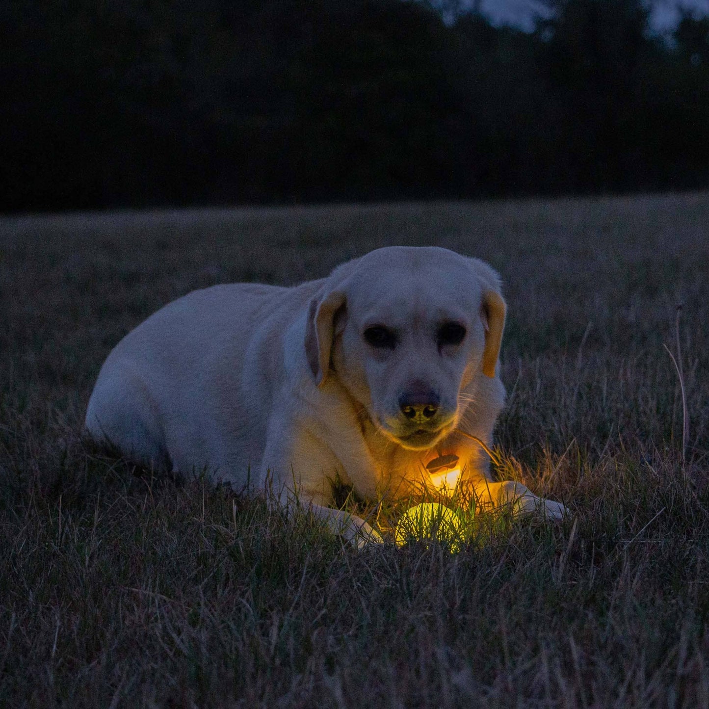 Ancol Pet Products Ltd - Rechargeable LED Dog Ball