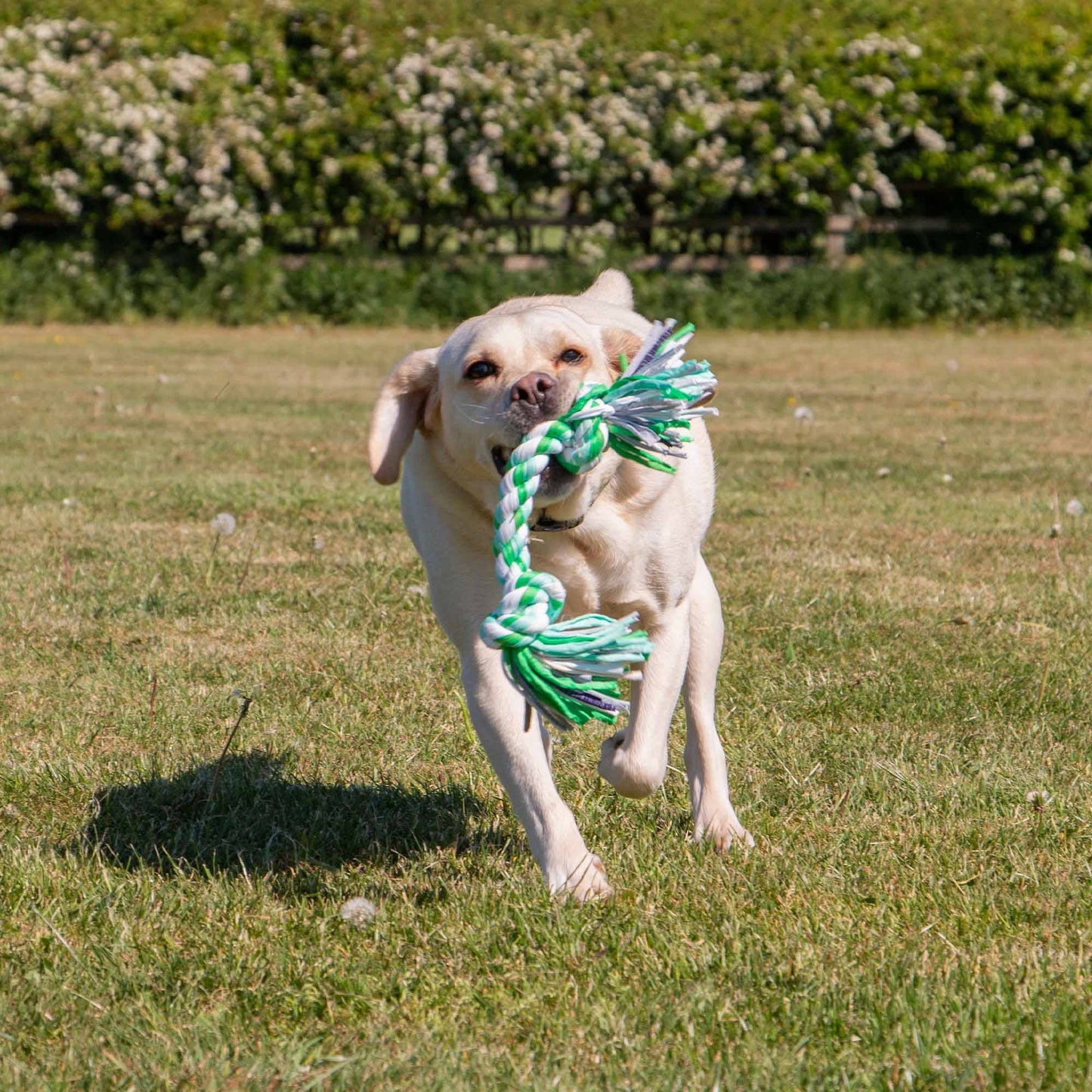Ancol Pet Products - Large Multi-Coloured Rope