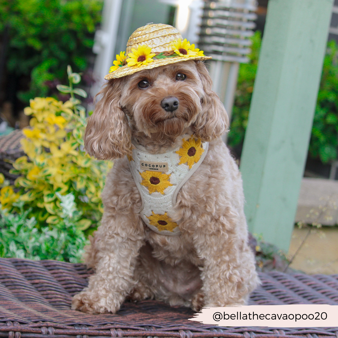 Cocopup London - Sunflower Patch Adjustable Neck Harness