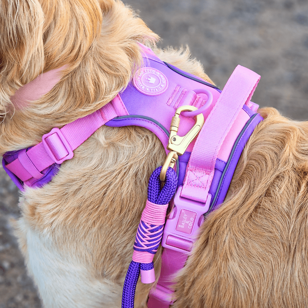 Bailey and Coco - Trail & Glow Dog Harness - COLOUR DROPS® - Love that for you