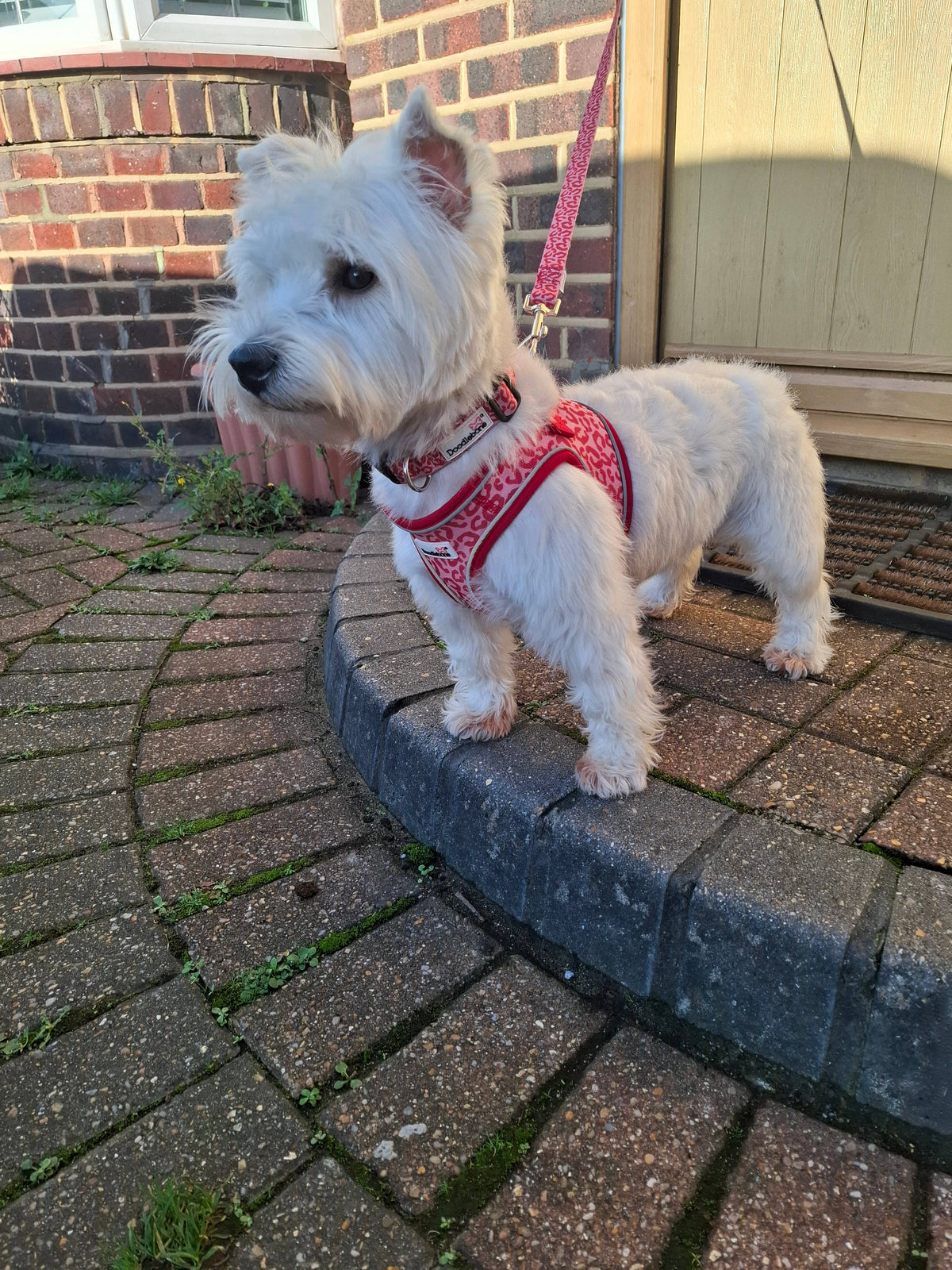 Doodlebone - Padded Dog lead