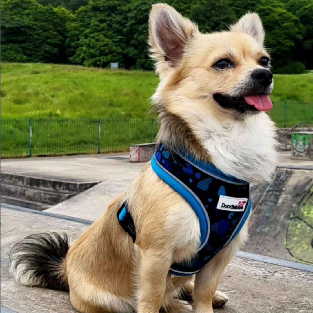 Doodlebone - Airmesh Dog Harness