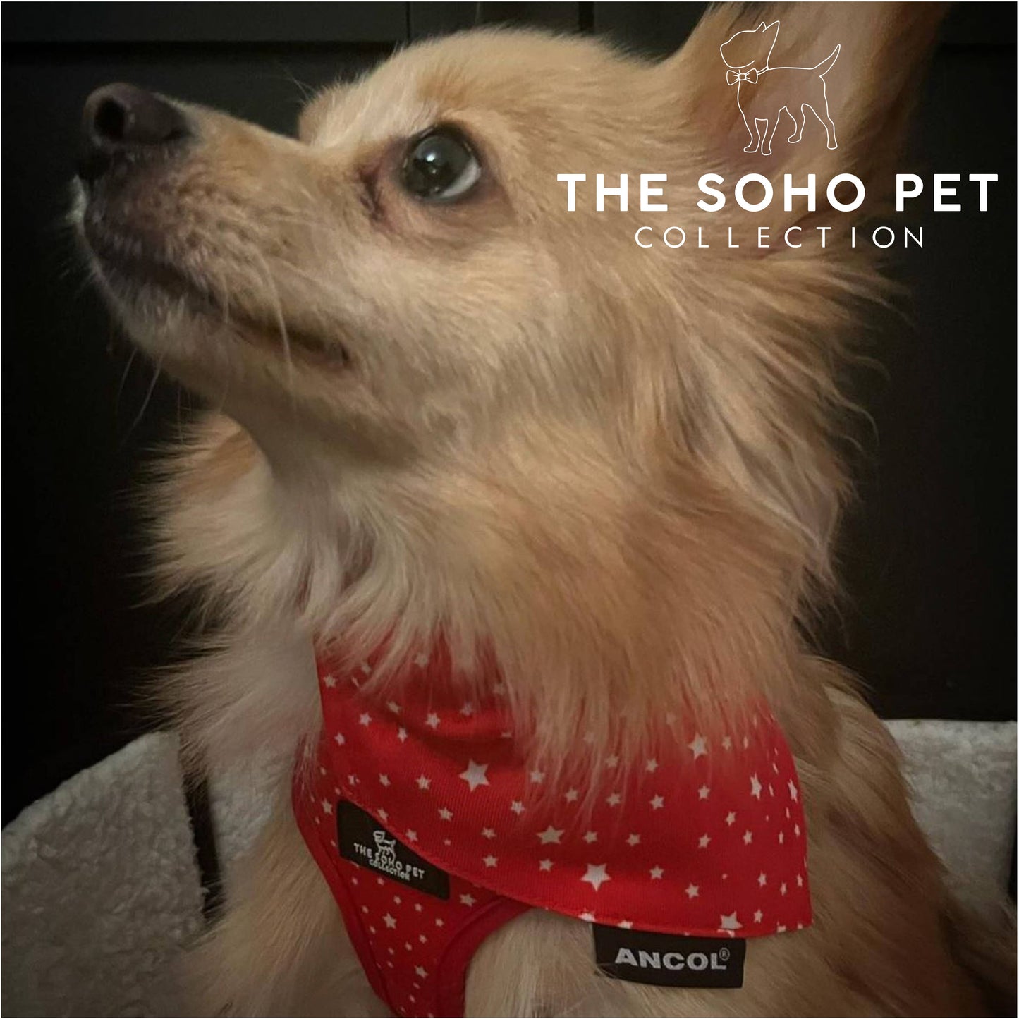Ancol Pet Products Ltd - Soho Collection Patterned Bandana- Tartan/ Star