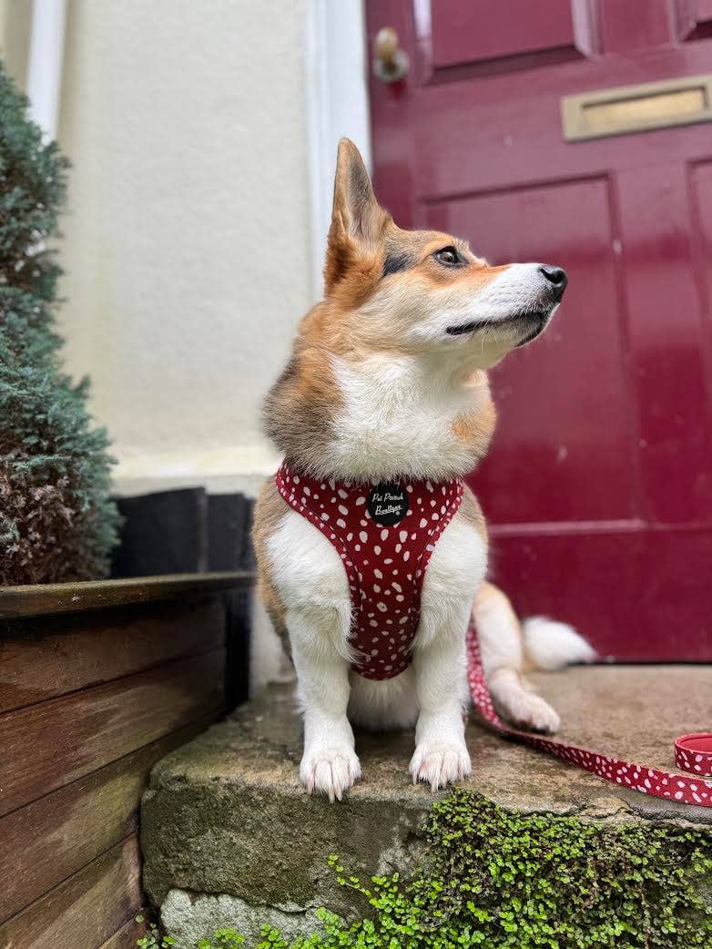 Pet Pooch Boutique - Poppy Toadstool Polkas Dog Lead - Reversible  (red)