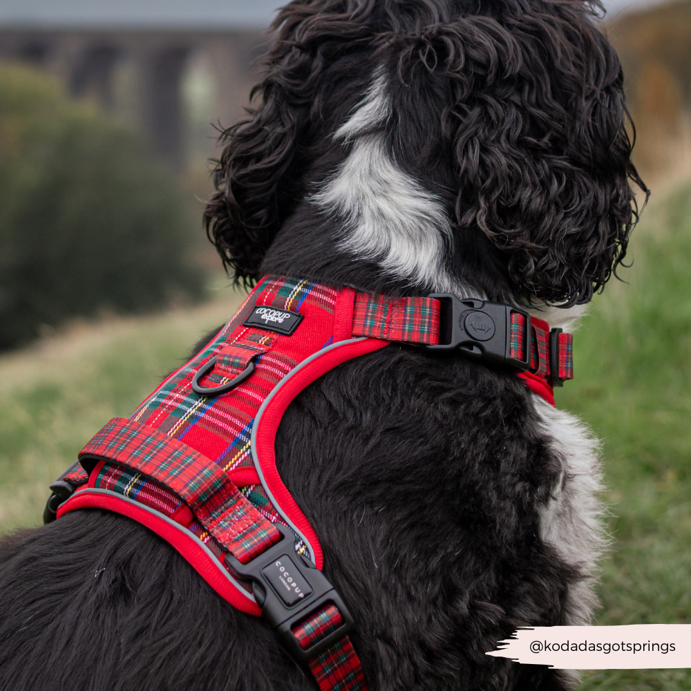 Cocopup London - Explore Harness - Tartan