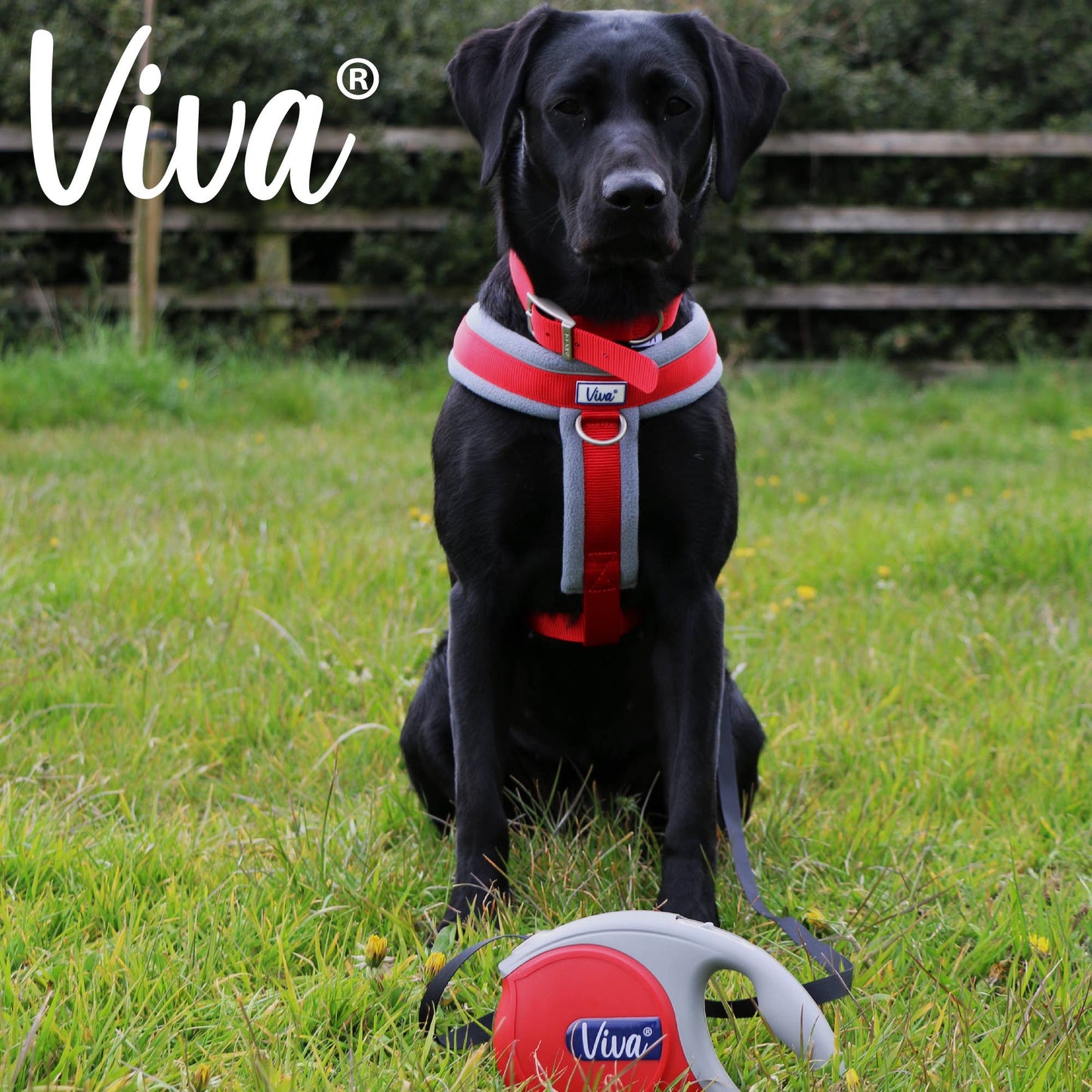 Ancol Pet Products Ltd - Viva Retractable Lead SMALL