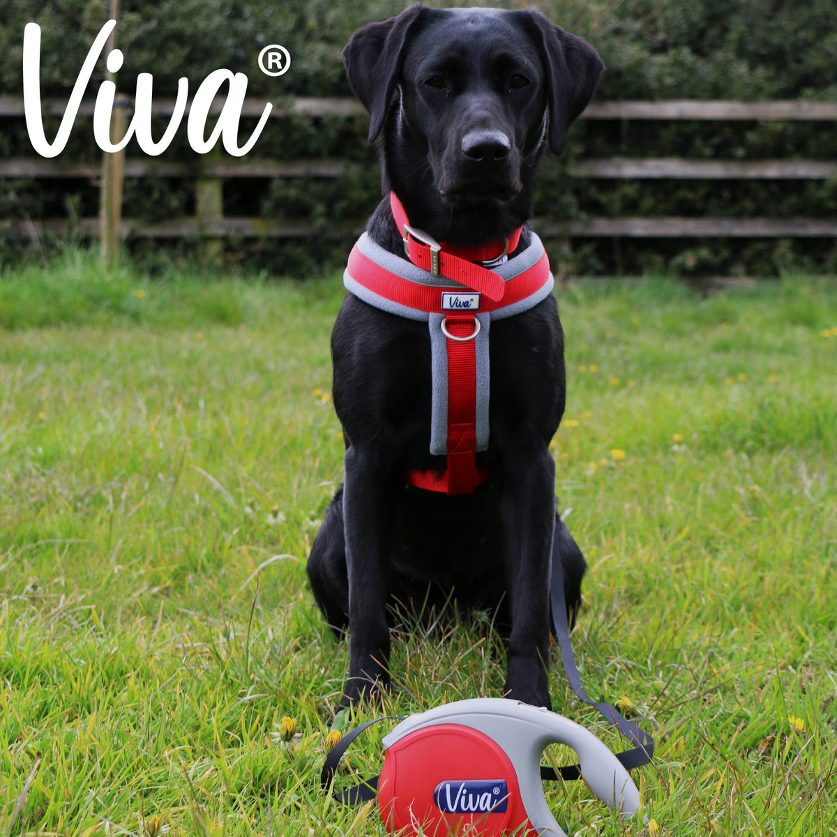 Ancol Pet Products Ltd - Viva Retractable Lead LARGE