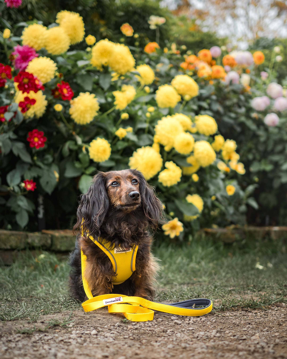 Doodlebone - Padded Dog lead