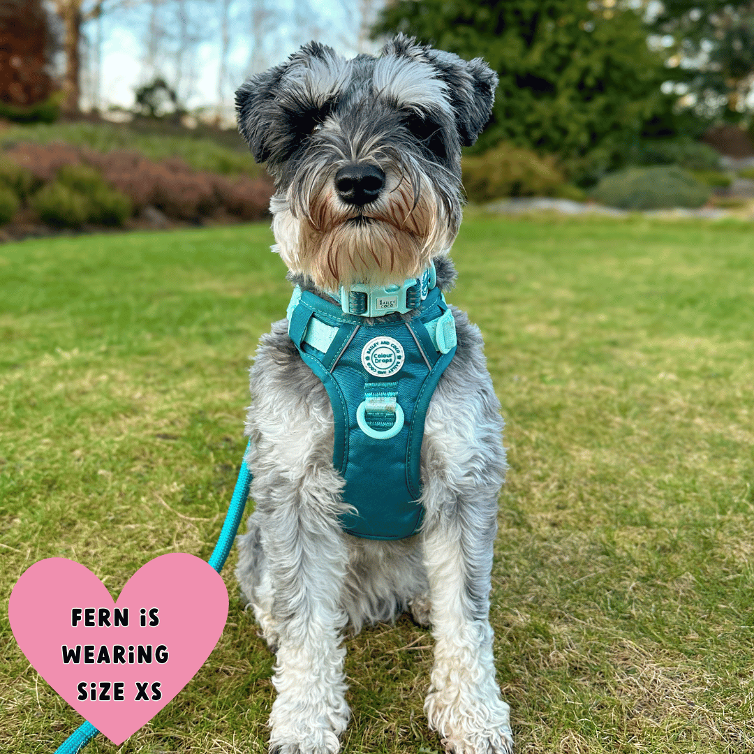 Bailey and Coco - Trail & Glow Dog Harness - COLOUR DROPS® - Ice Teal