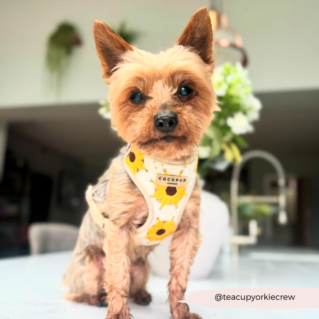 Cocopup London - Sunflower Patch Adjustable Neck Harness
