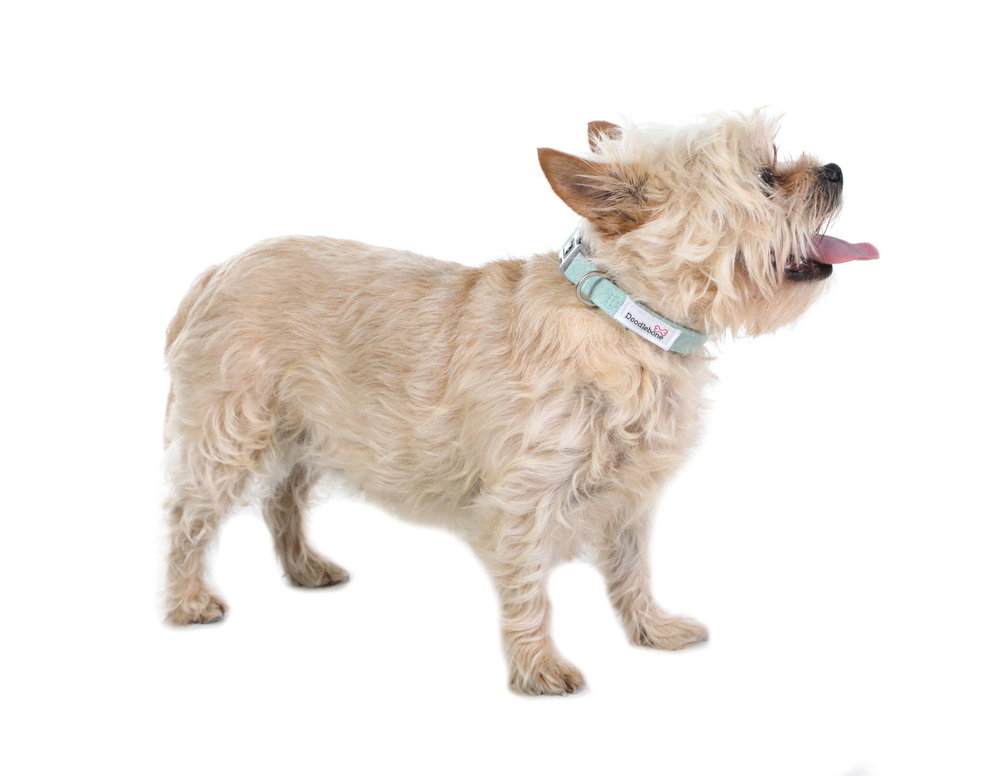 Doodlebone - Dinky Dog Collar